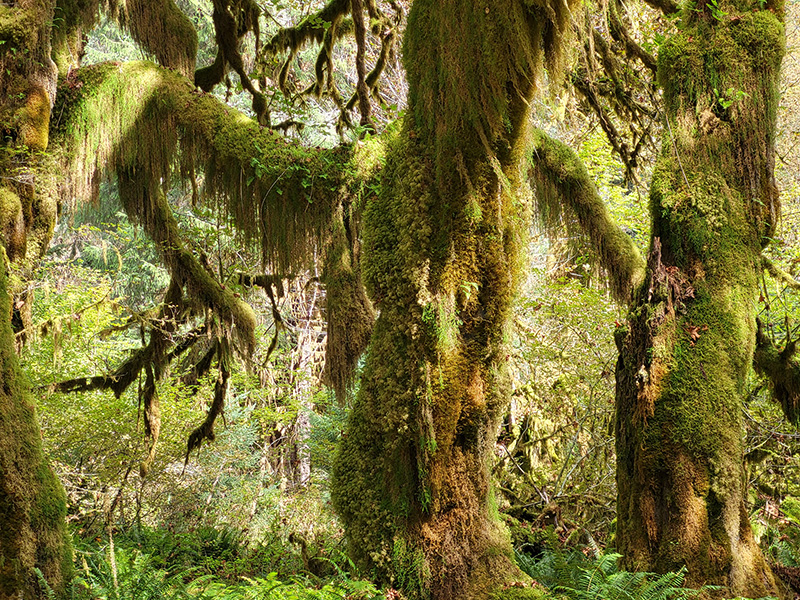 The Hall of Mosses